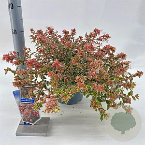 Abelia grandifl. Magic Daydream 25-30 cm 3,0L