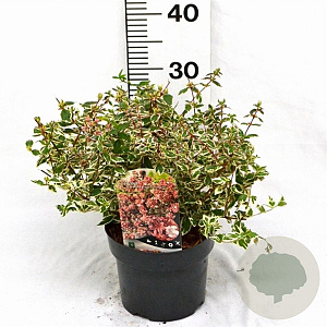 Abelia grandifl. Magic Daydream 25-30 cm 3,0L