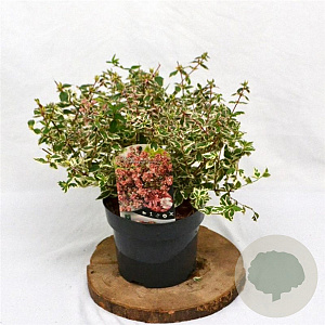 Abelia grandifl. Magic Daydream 25-30 cm 3,0L