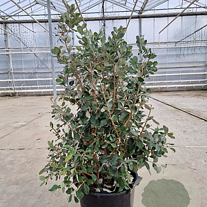 Acca sellowiana 80-100 cm 30L