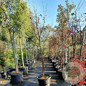 Acer griseum 175-200 cm container meerstammig