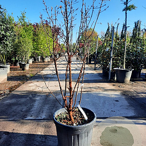 Acer griseum 175-200 cm 50L