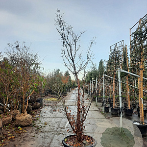 Acer griseum 200-250 cm cont. 110L