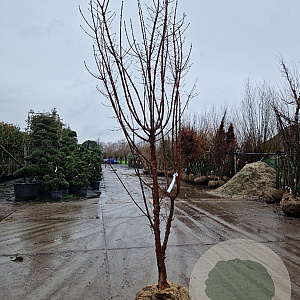 Acer griseum 250-300 cm draadkluit