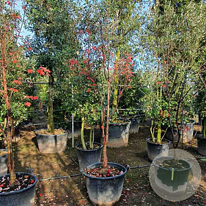 Acer griseum 250-300 cm container meerstammig
