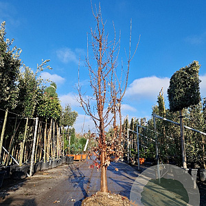 Acer griseum 300-350 cm draadkluit