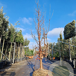 Acer griseum 300-350 cm draadkluit
