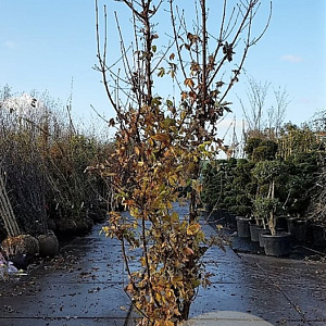 Acer griseum 300-350 cm draadkluit