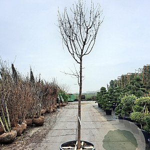 Acer griseum 200 cm stam container 18-20 leiboom