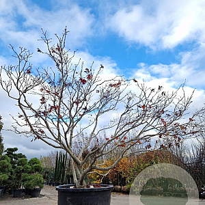 Acer japonicum 'Aconitifolium' 250-300 cm container meerstammig Bladkleur
