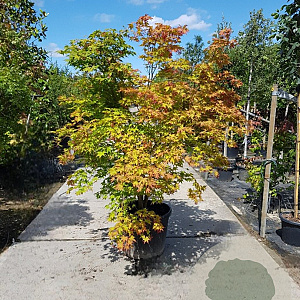 Acer palmatum 200-250 cm container solitair