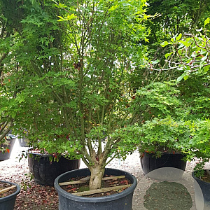 Acer palmatum 300-350 cm container meerstammig struik