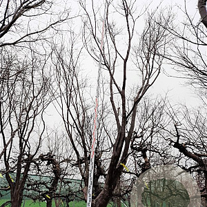 Acer pal. 'Bloodgood' 450-500 cm container solitair