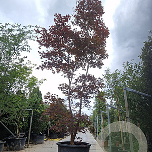 Acer pal. 'Bloodgood' 450-500 cm container solitair