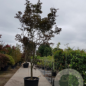 Acer pal. 'Bloodgood' 450-500 cm container solitair