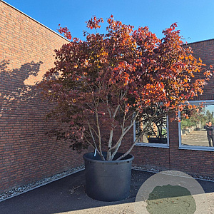 Acer pal. 'Fireglow' 350-400 cm container meerstammig