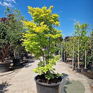 Acer shirasawanum 'Aureum' 175-200 cm cont. 230L meerstammig