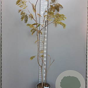 Albizia julibrissin 175-200 cm container meerstammig
