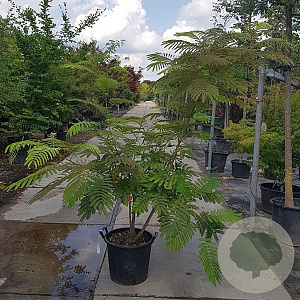 Albizia julibrissin 175-200 cm container meerstammig