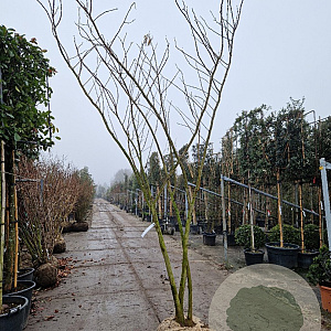 Albizia julibrissin 300-350 cm draadkluit meerstammig solitair