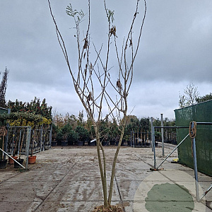 Albizia julibrissin 350-400 cm draadkluit meerstammig