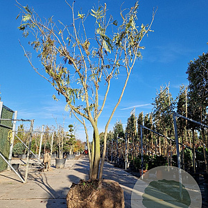 Albizia julibrissin 350-400 cm draadkluit meerstammig