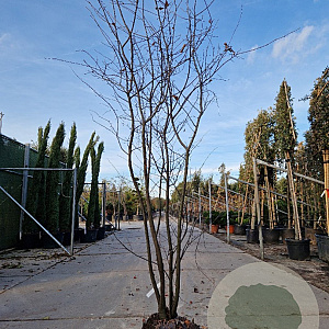 Amelanchier lamarckii 250-300 cm draadkluit solitair