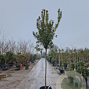 Arbutus unedo 200 cm stam container 12-14