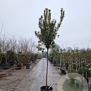 Arbutus unedo 200 cm stam container 12-14