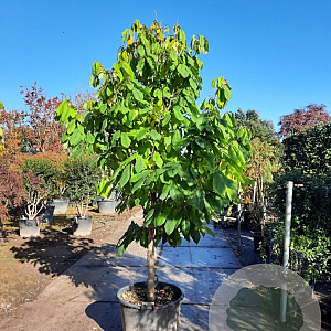Asimina triloba 250-300 cm container meerstammig