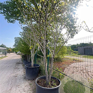 Asimina triloba 250-300 cm container meerstammig
