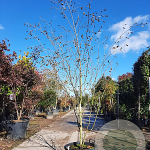 Betula utilis 200-250 cm container meerstammig