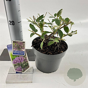 Buddleja Free Petite Blue Heaven 20-25 cm 2,0L
