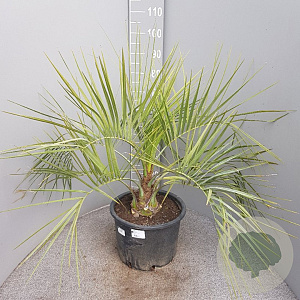 Butia capitata 70-90 cm 15L