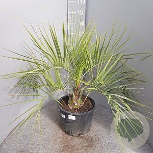 Butia capitata 70-90 cm 15L