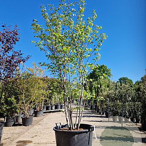 Cercis canadensis 200-250 cm container meerstammig extra