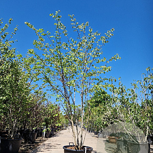 Cercis canadensis 250-300 cm container meerstammig
