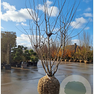 Cercis can. 'Forest Pansy' 200-250 cm draadkluit meerstammig