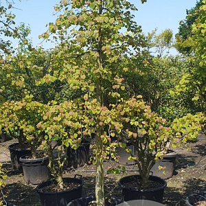 Cercis can. Lavender Twist 200-250 cm container meerstammig