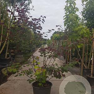 Cercis can. Red Force 200-250 cm container meerstammig extra