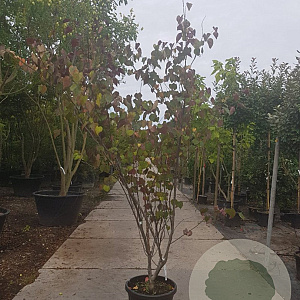 Cercis can. Red Force 250-300 cm 50L