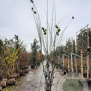 Cercis siliquastrum 300-350 cm draadkluit meerstammig solitair