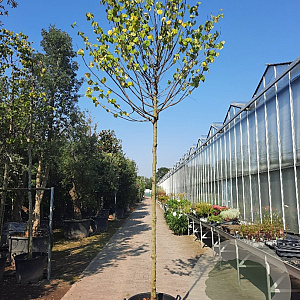 Cercis siliquastrum 200 cm stam container 14-16 hoge lei