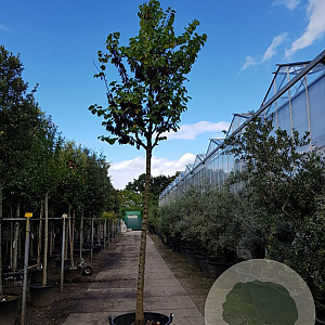 Cercis siliquastrum 220 cm stam container 20-25