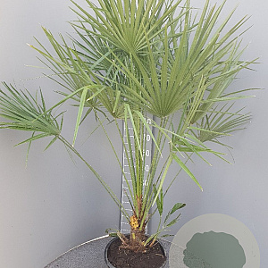 Chamaerops humilis 70-90 cm 9L