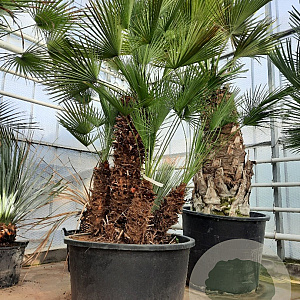 Chamaerops humilis 175-200 cm container meerstammig