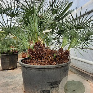 Chamaerops humilis argentea 80-100 cm container