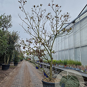 Clerodendrum trichotomum 250-300 cm container meerstammig extra