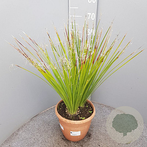 Dasylirion serratifolium 50-60 cm 6L
