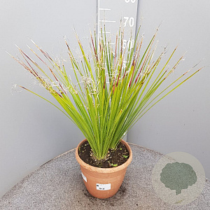 Dasylirion serratifolium 50-60 cm 6L